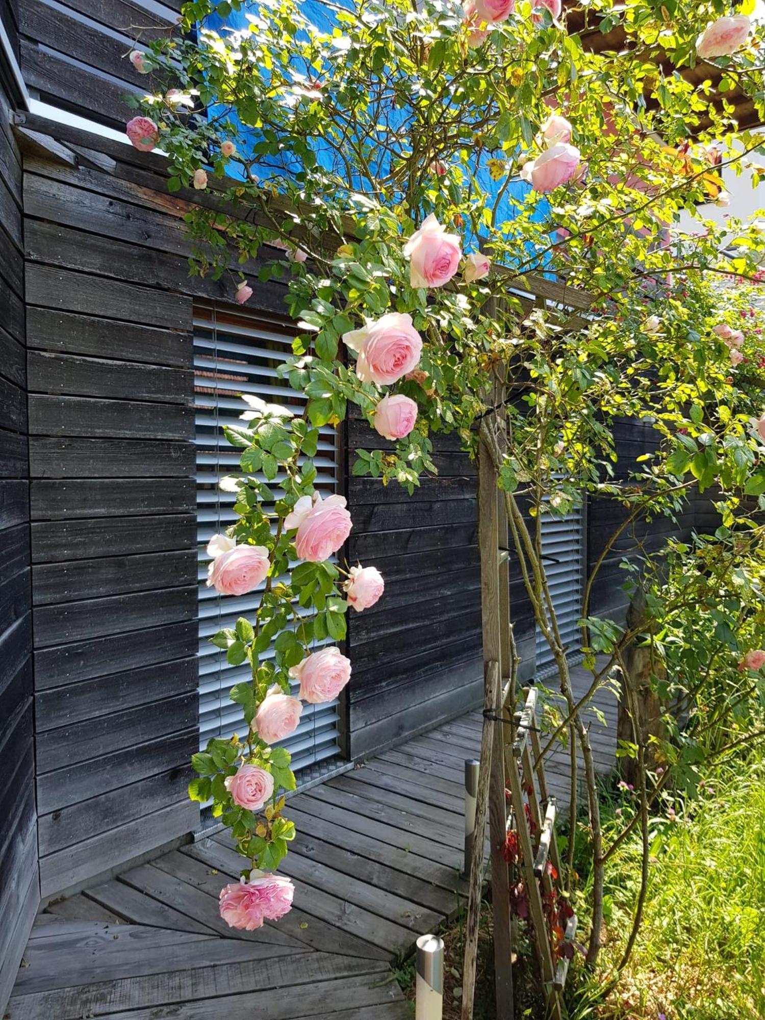 B&B Sunnesite Pratteln Extérieur photo